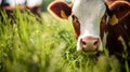 A brown cow grazes on a meadow and eats a young spring grass closeup. Royalty Free Stock Photo