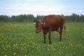 Brown cow grazes in a meadow. Royalty Free Stock Photo