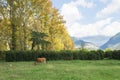 Brown cow grazing on a green field field among mountain peaks Royalty Free Stock Photo
