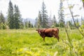 Brown cow grazing on a green pasture near mountains. Cow in meadow. Rural composition Royalty Free Stock Photo