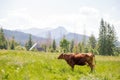 Brown cow grazing on a green pasture near mountains. Cow in meadow. Rural composition Royalty Free Stock Photo