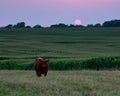 Brown cow grazing on a green pasture with the sunset in the background Royalty Free Stock Photo