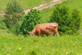Brown cow grazing on a highland mountain pasture Royalty Free Stock Photo