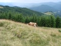 Brown cow grazing on a highland pasture covered with motley grass and wild mountain flowers, Carpathian