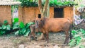 A brown cow is grazing with its calf in the yard, travel in Asia, India. Nepal Royalty Free Stock Photo