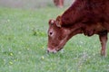 Brown cow grazing in a meadow Royalty Free Stock Photo