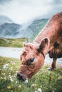 Brown cow grazing on meadow in mountains during summer Royalty Free Stock Photo