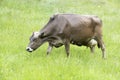 Brown Cow on spring meadow Royalty Free Stock Photo