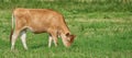A brown cow grazing on an organic green dairy farm in the countryside. Cattle or livestock in an open, empty and vast Royalty Free Stock Photo