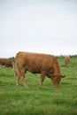 Brown cow grazing peacefully in a lush green field Royalty Free Stock Photo