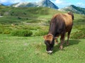 Brown cow eating grass on the european peaks Royalty Free Stock Photo