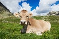 Brown cow on green grass pasture