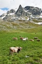 Brown cow on green grass pasture