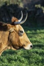 Brown cow head with horns in profile. vertical image. sunny day. selective focus Royalty Free Stock Photo