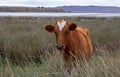 A brown cow with a heart-shaped spot on its forehead. On a cloudy summer day Royalty Free Stock Photo