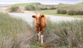 A brown cow with a heart-shaped spot on its forehead walks near a mud lake Royalty Free Stock Photo