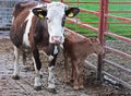 Brown cow and her brown calf in Ireland on concrete slats with gates into a field