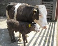 Brown cow and her brown calf in Ireland on concrete slats with gates into a field