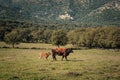 A brown cow and her young calf walk across a field in the Balagne rgion of Corsica with the village of Avapessa in the distance Royalty Free Stock Photo