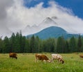 Cow herd graze on a mountain meadow Royalty Free Stock Photo