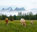 Cow herd graze on a mountain meadow Royalty Free Stock Photo