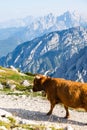 Brown cow with horns and bell on a cattle drive in the Dolomites in the Italian Alps Royalty Free Stock Photo