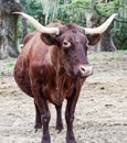 Brown Cow with Horns