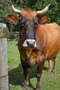 Brown Horned Cattle, Cow, Horns