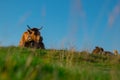 Brown cow with horns is relaxing on a big pasture field on Velika Planina plateau in Slovenia on a warm sunny summer day Royalty Free Stock Photo