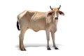 Brown Cow isolated on a white background Royalty Free Stock Photo