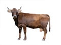 brown cow isolated on white Royalty Free Stock Photo