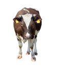 Brown cow isolated on white. Funny spotted cow full length Royalty Free Stock Photo