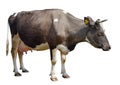 Brown cow isolated on white. Funny spotted cow full length Royalty Free Stock Photo