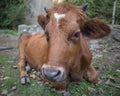 Brown cow lies on the grass in the village Royalty Free Stock Photo