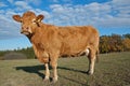 Brown cow Royalty Free Stock Photo