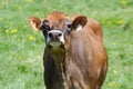Brown cow livestock green field dairy farming Royalty Free Stock Photo