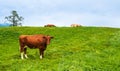 Brown cow looking in camera, herd resting on pasture in Alps mountains, Switzerland. Idyllic landscape with cute cows on Royalty Free Stock Photo