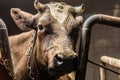 Brown cow looking at camera while standing in stall Royalty Free Stock Photo