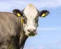 Brown cow looking, pink nose and eartags, in front of  a blue sky Royalty Free Stock Photo
