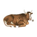 The brown cow is lying. Royalty Free Stock Photo