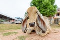 Brown cow lying down on the ground in the farm Royalty Free Stock Photo