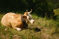 Brown cow lying down in the Swiss Alps Royalty Free Stock Photo