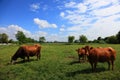 Brown cow on meadow