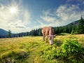 Brown cow on mountain pasture Royalty Free Stock Photo