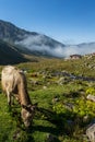 Brown cow at a mountain pasture in summer. Royalty Free Stock Photo