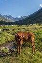 Brown cow at a mountain pasture in summer. Royalty Free Stock Photo