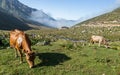 Brown cow at a mountain pasture in summer. Royalty Free Stock Photo