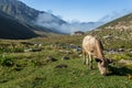 Brown cow at a mountain pasture in summer. Royalty Free Stock Photo