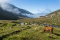 Brown cow at a mountain pasture in summer. Royalty Free Stock Photo