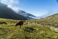 Brown cow at a mountain pasture in summer. Royalty Free Stock Photo